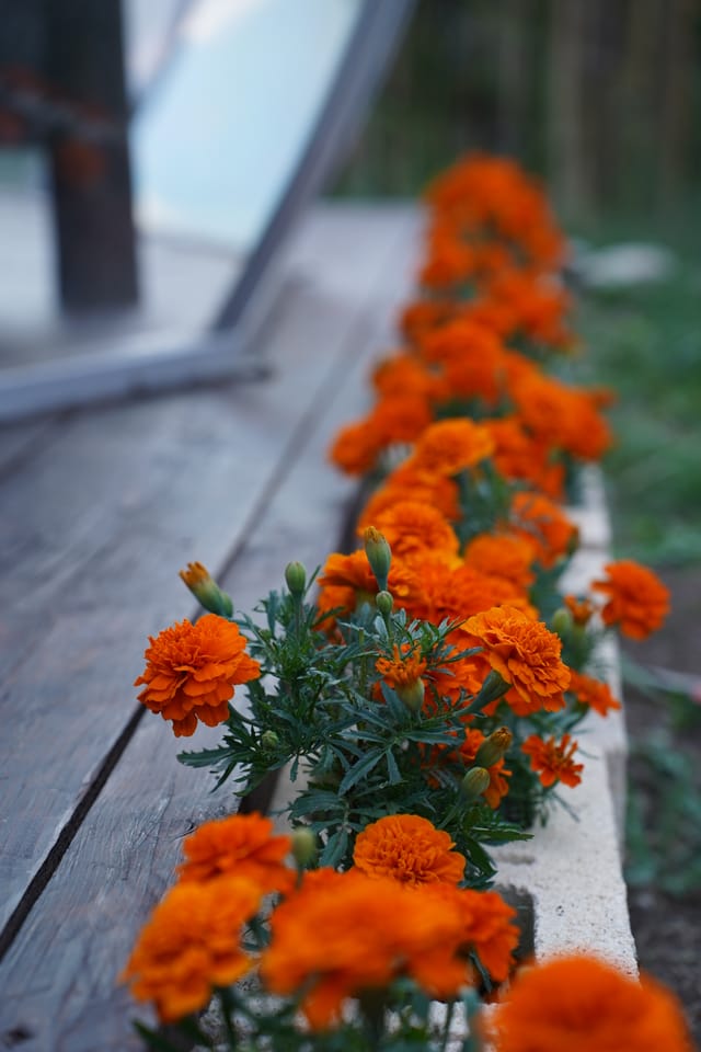 Fioriture arancioni lungo la pedana in legno